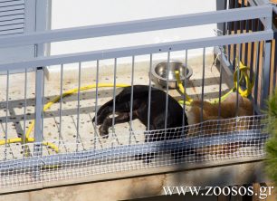 Αργυρούπολη: Σώθηκε το «μπαλκονόσκυλο» μετά την κινητοποίηση των φιλόζωων